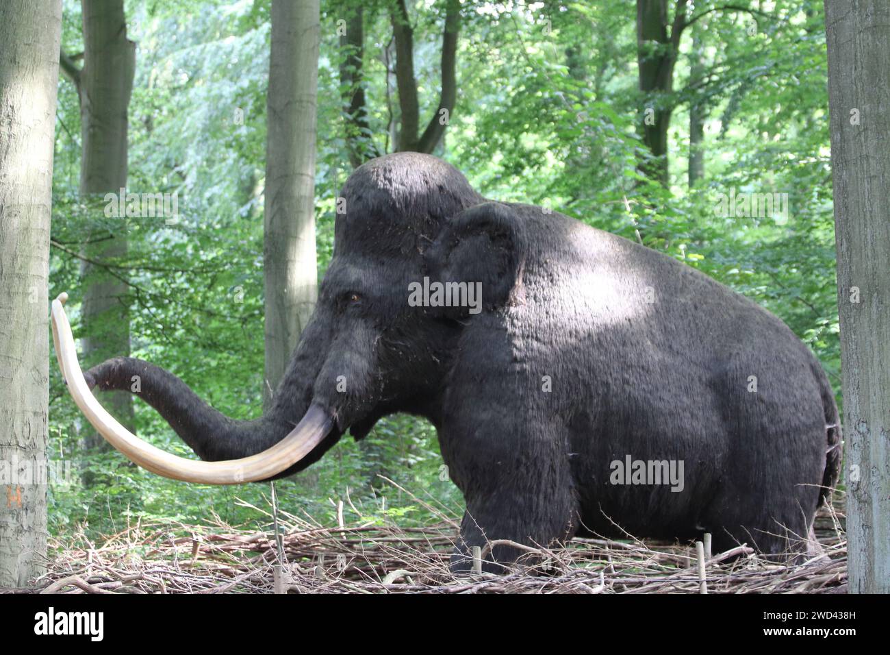 Ein Mammut ist jede Art der ausgestorbenen Gattung Mammuthus, Proboscideer, die gewöhnlich mit langen, gekrümmten Stoßzähnen und, bei nördlichen Arten, einer Bedeckung ausgestattet sind Stockfoto