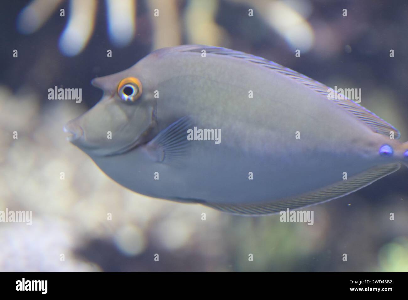 Der Blauspine-Einhörnfisch oder Kurznasen-Einhörnfisch (NASO unicornis) ist ein Tang aus dem Indo-Pazifik Stockfoto