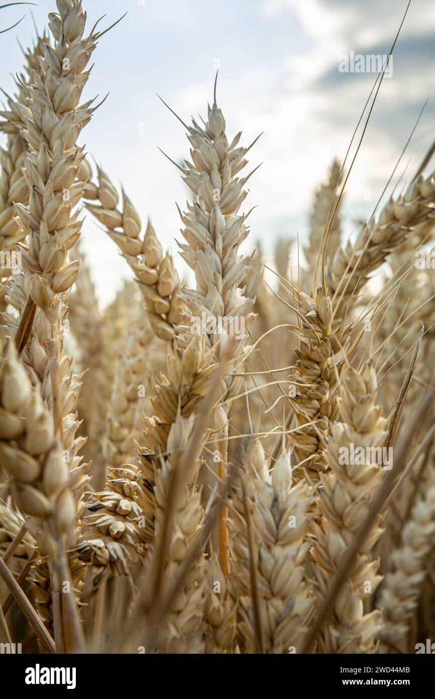 Europäische Landwirte Weizen an einem sonnigen Tag. Makro einer reifen und ernterreifen Weizenpflanze Stockfoto