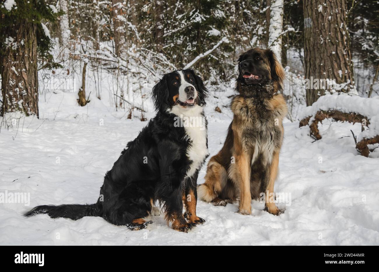 Winterspaziergang im Wald 25.01.2024 Bialystok Polen. Winterzeit und zwei Hunde auf einem Spaziergang im Wald. Stockfoto