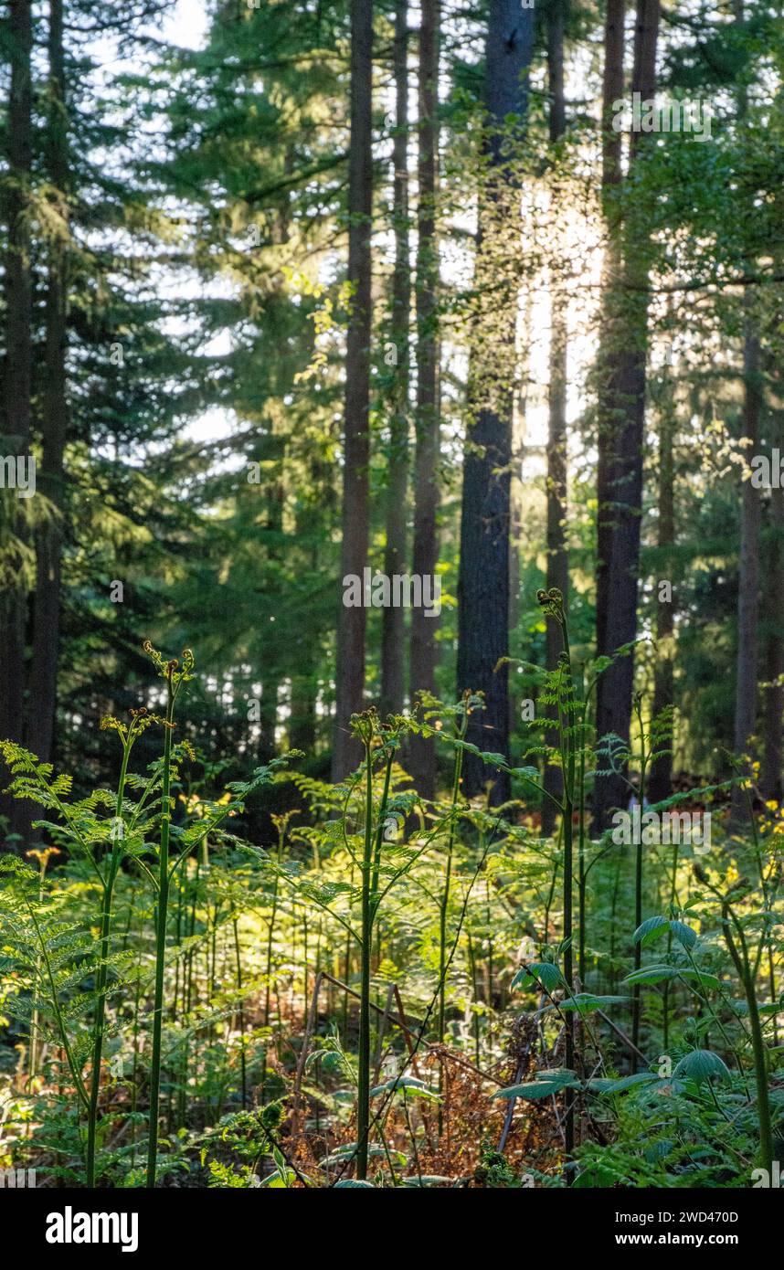 Farnpflanze im Wald bei Sonnenaufgang Stockfoto