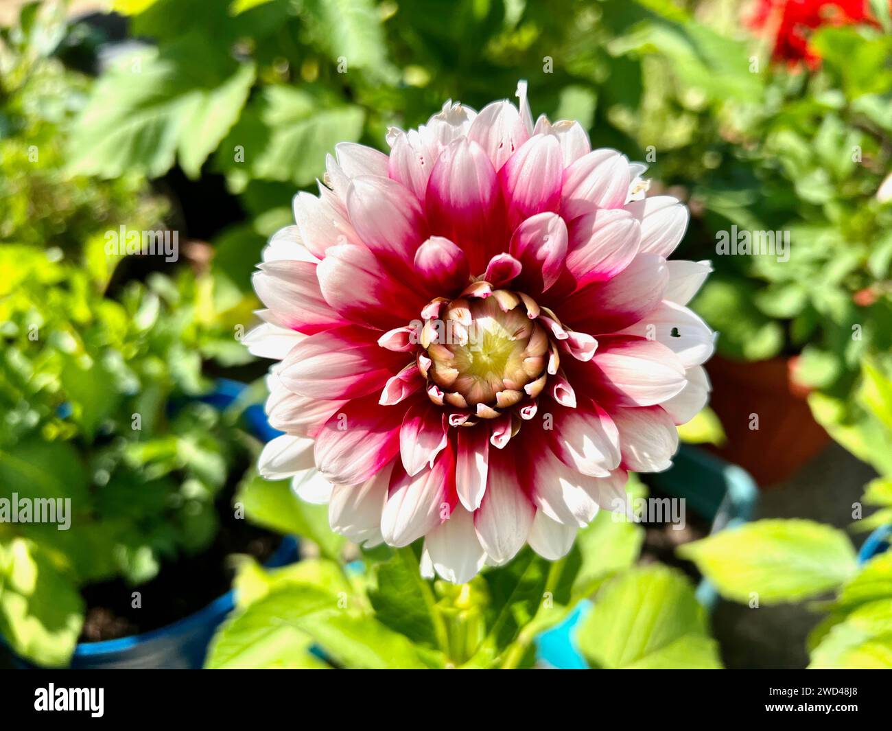 Dahlia Blumen aus dem Hinterhof Stockfoto