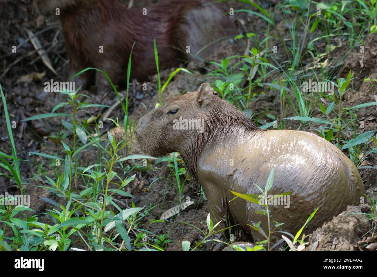 Capybara Amazonaswald. Bedeckt mit Schlamm, der in seinem natürlichen Lebensraum von Pflanzen umgeben ist, in Tambopata im Amazonas von Peru Stockfoto