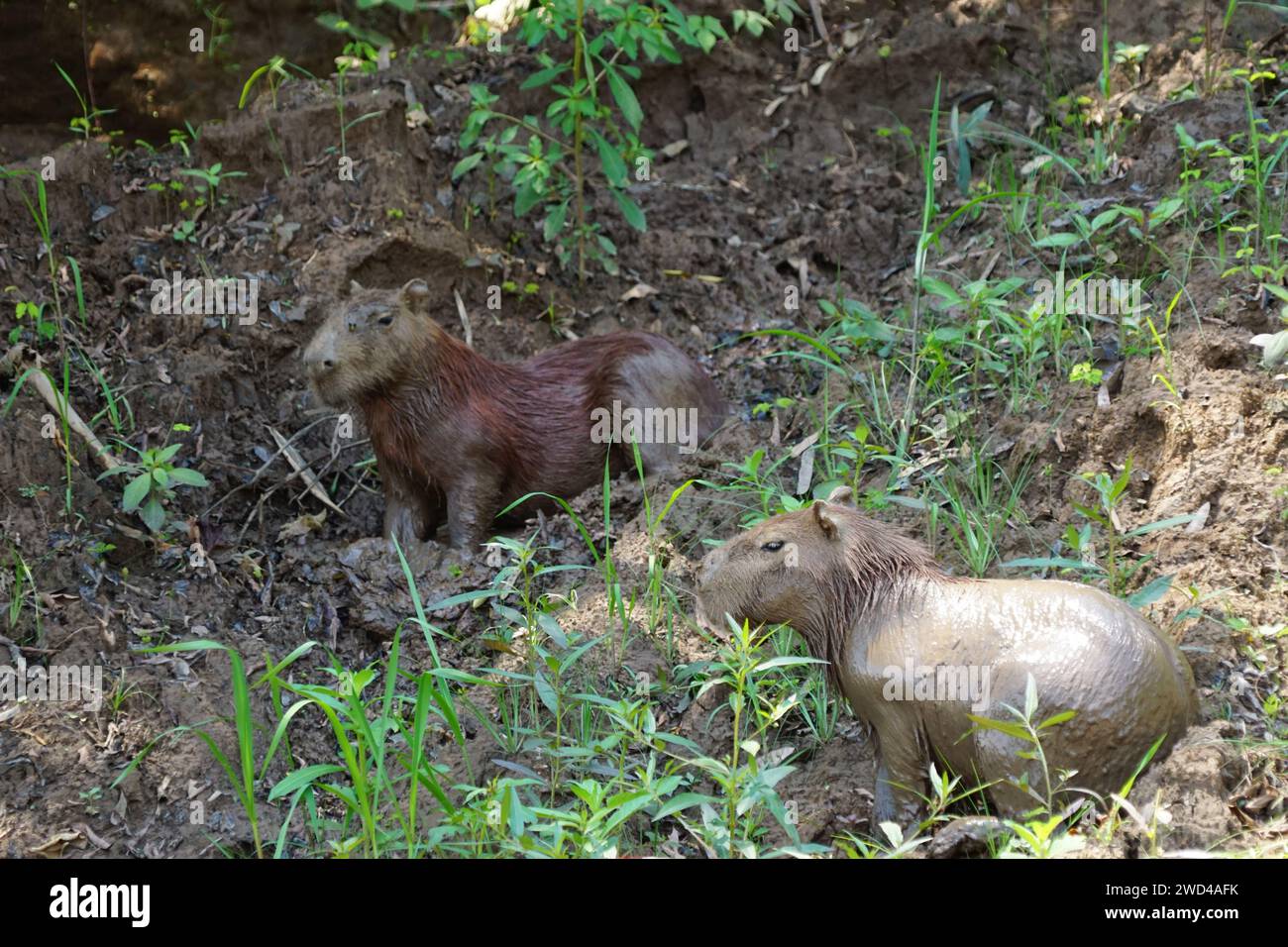 Capybara Amazonaswald. Bedeckt mit Schlamm, der in seinem natürlichen Lebensraum von Pflanzen umgeben ist, in Tambopata im Amazonas von Peru Stockfoto