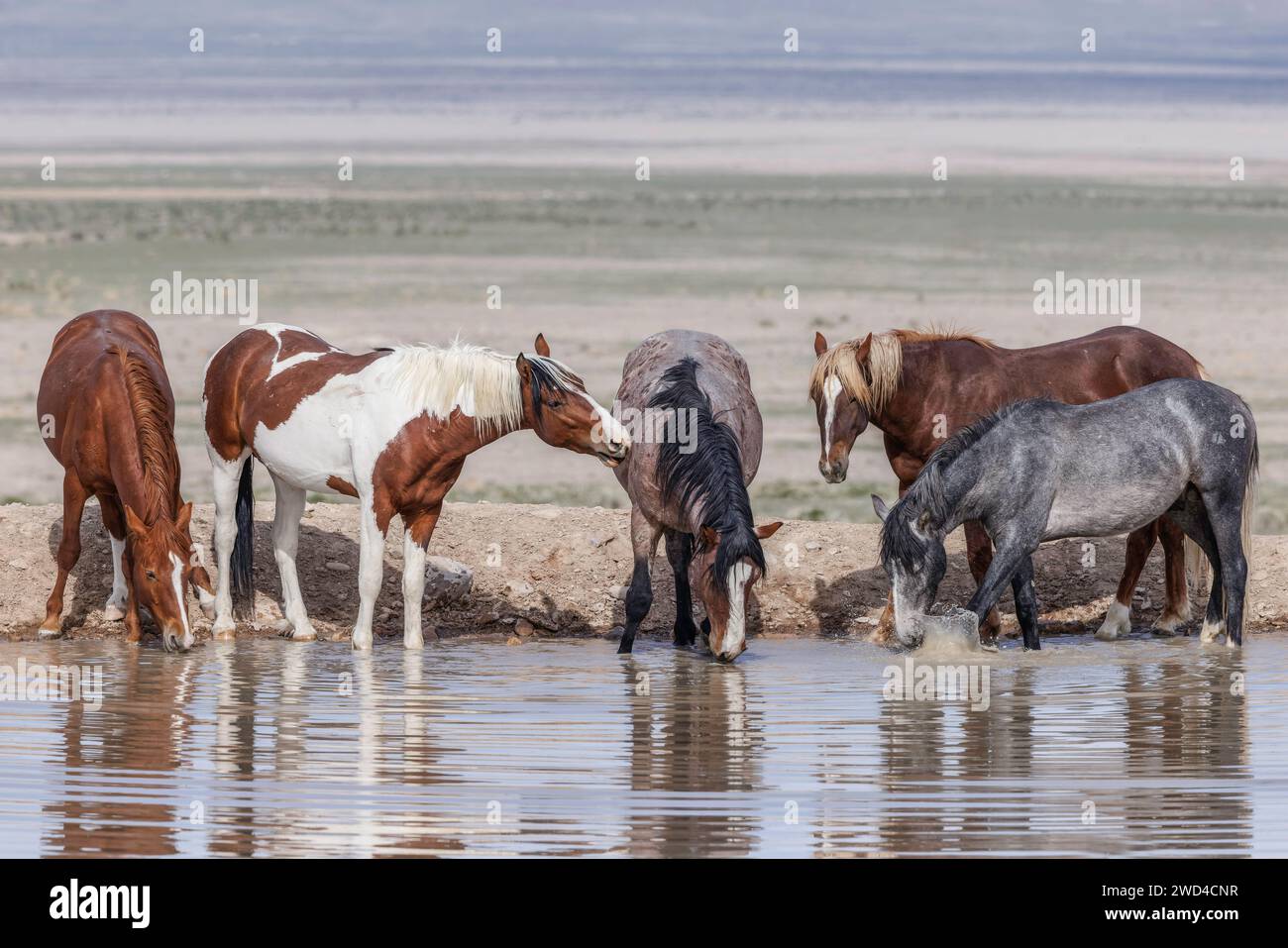 Die Wildpferdeherde des Onaqui Mountain hat eine leichte bis mittelschwere Struktur und ist in Farben wie Sauerampfer, roan, Buchleder, Schwarz, Palomino, und grau. Stockfoto
