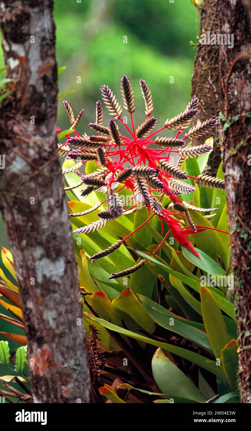 Ein Epiphyt mit roten Blüten, die zwischen Ästen wachsen, Tobago West Indies Stockfoto