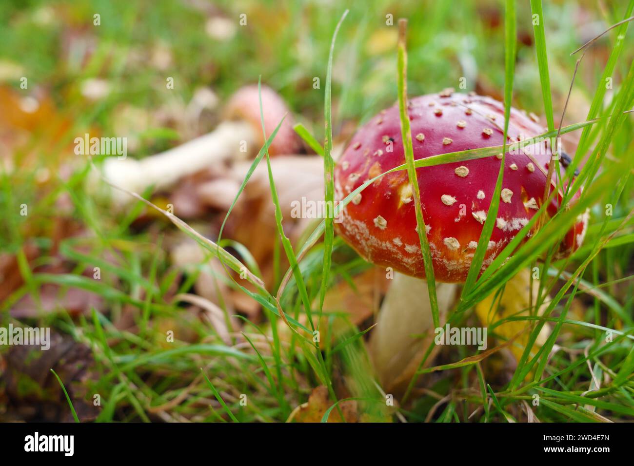 Ein schöner giftiger Pilz mit roter Kappe und weißen Punkten im Gras. Der Name ist Amanita muscaria Stockfoto