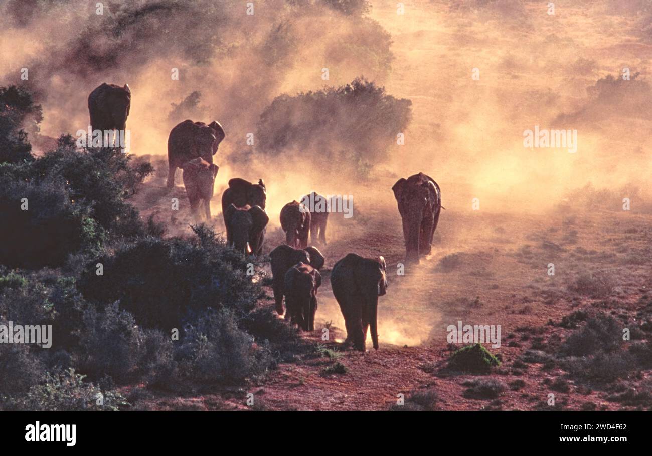 Abendlicht und Staub und eine Elefantenherde wandern zu einem Wasserloch in Südafrika Stockfoto