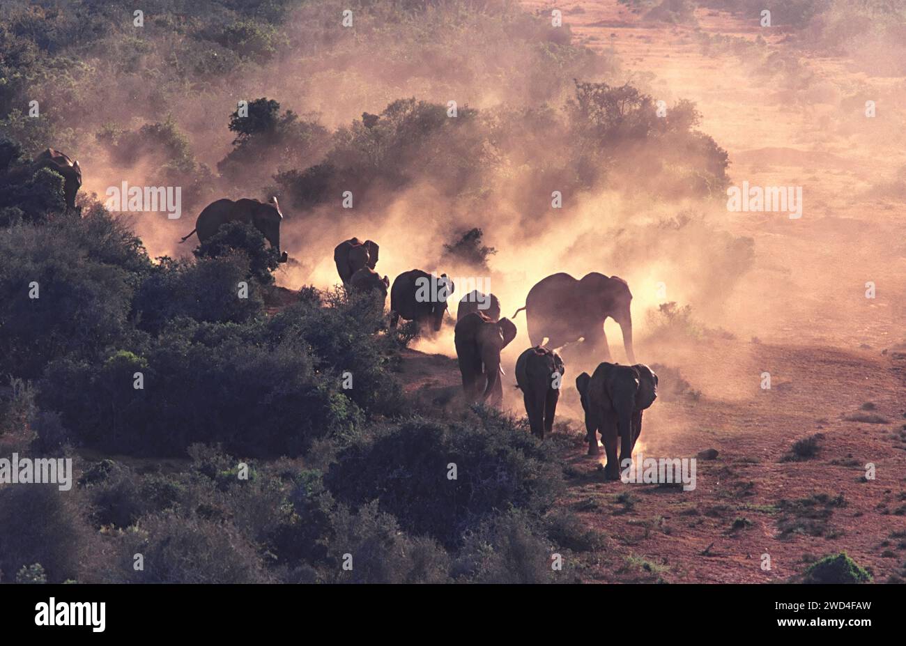 Abendlicht und Staub und eine kleine Elefantenherde wandern zu einem Wasserloch in Südafrika Stockfoto