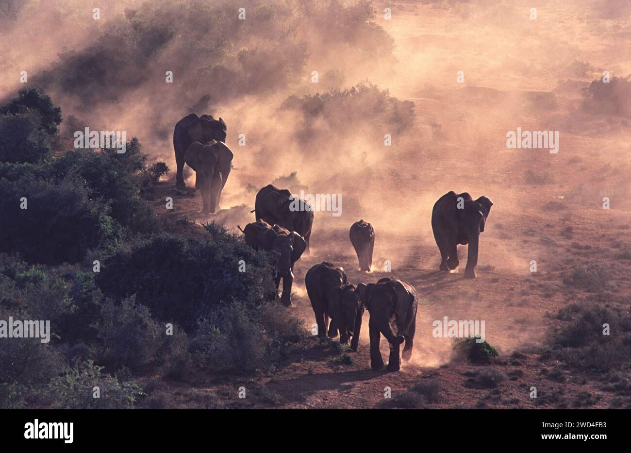 Abendlicht und Staub und eine kleine Elefantenherde, die zu einem Wasserloch wandern Stockfoto