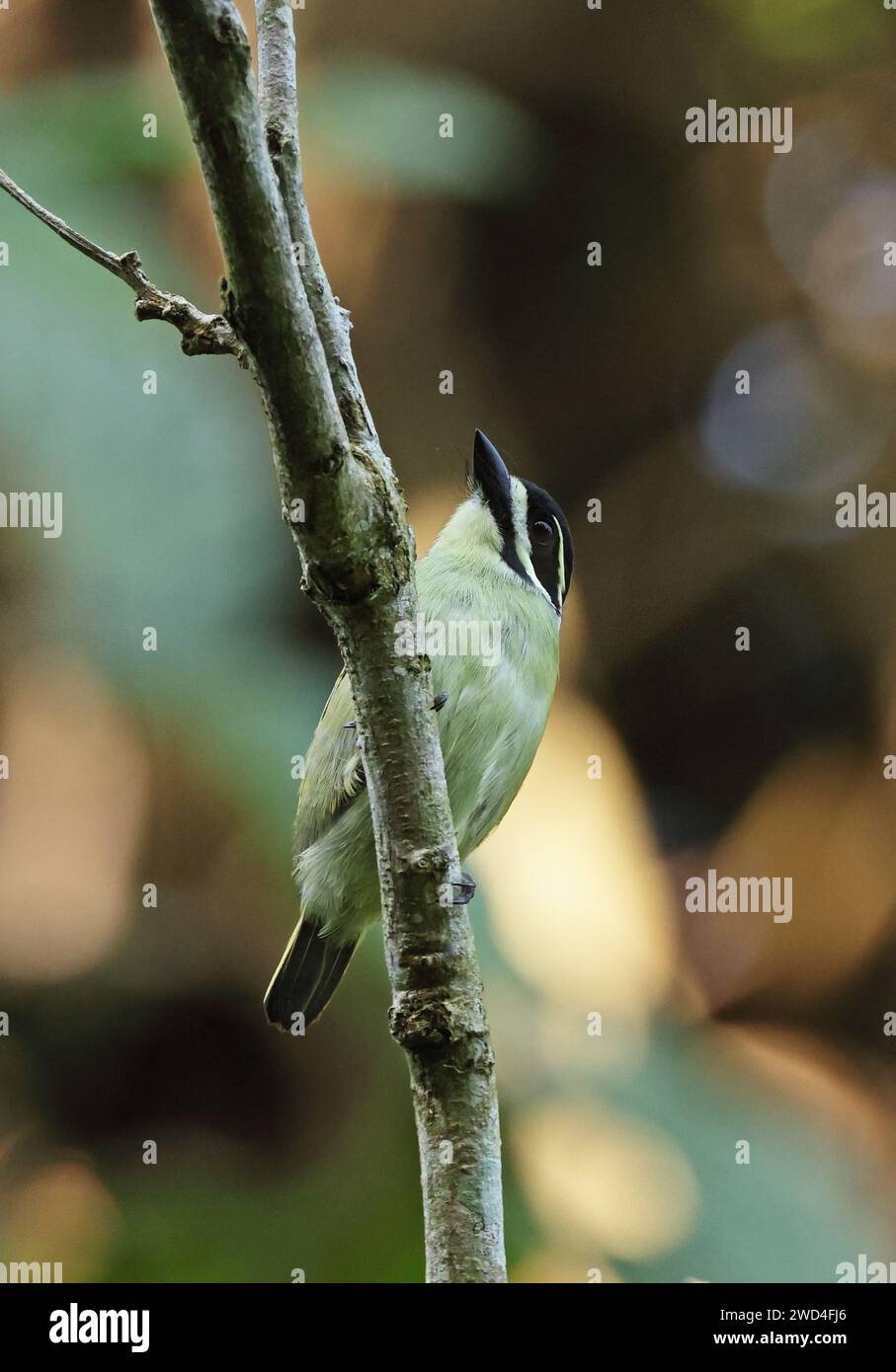 Gelbschlauchvogel (Pogoniulus subsulphureus chrysopygus), adulter, auf dem Atewa-Ast, Ghana, Afrika. Dezember Stockfoto