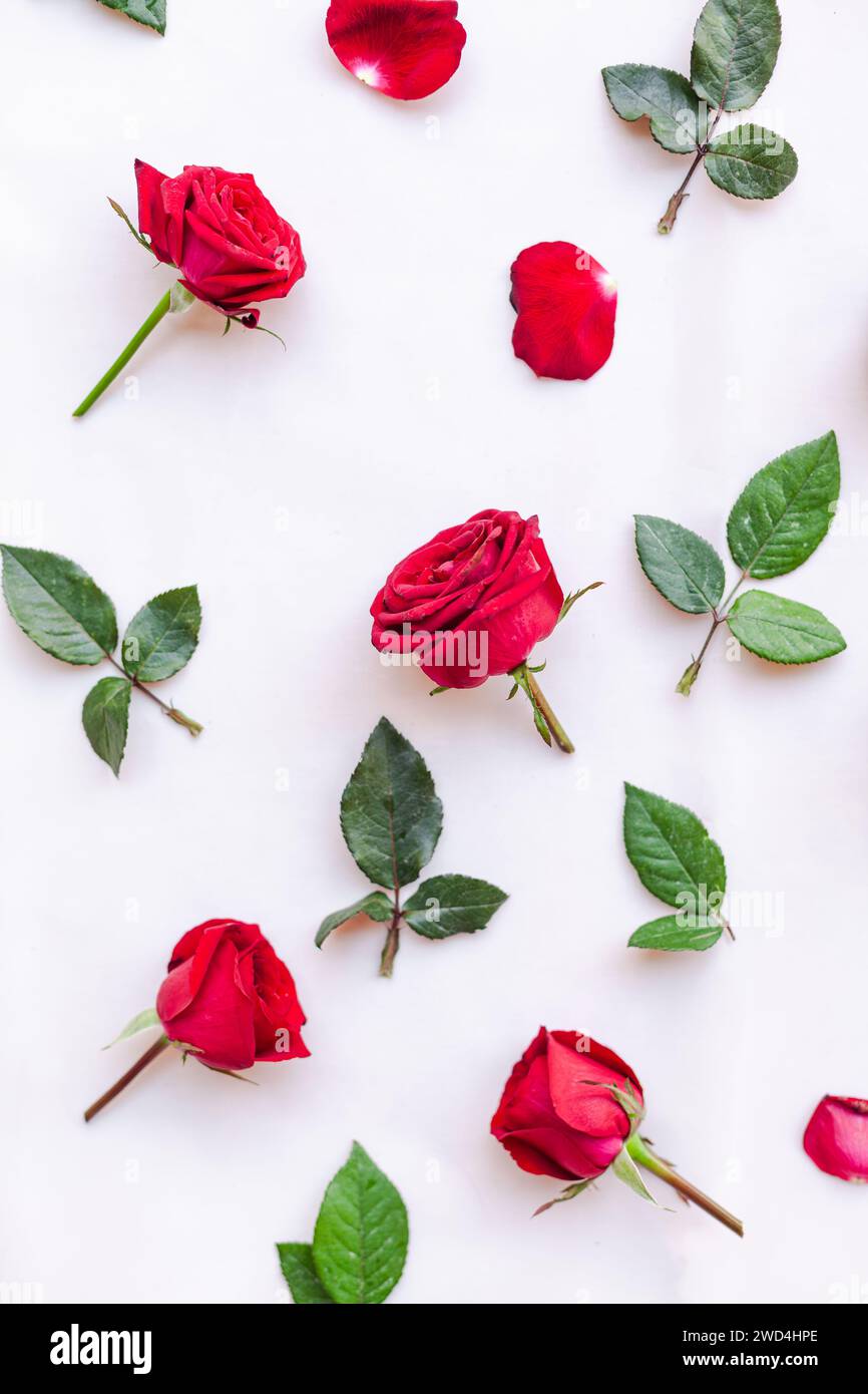 Rote Rosen mit verstreuten Blättern und Blütenblättern auf weißem Hintergrund Stockfoto