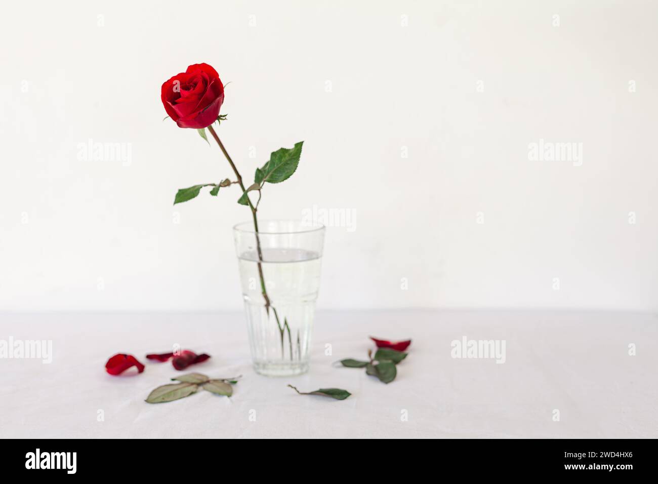 Rosenblume in Vase mit gebrochenem Stiel auf dem Tisch Stockfoto
