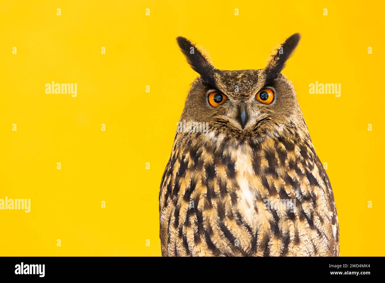 Eule-Nahaufnahme, die in die Kamera schaut. Ein Tier, niemand, Konzept für Wildnis und Wildtiere Stockfoto