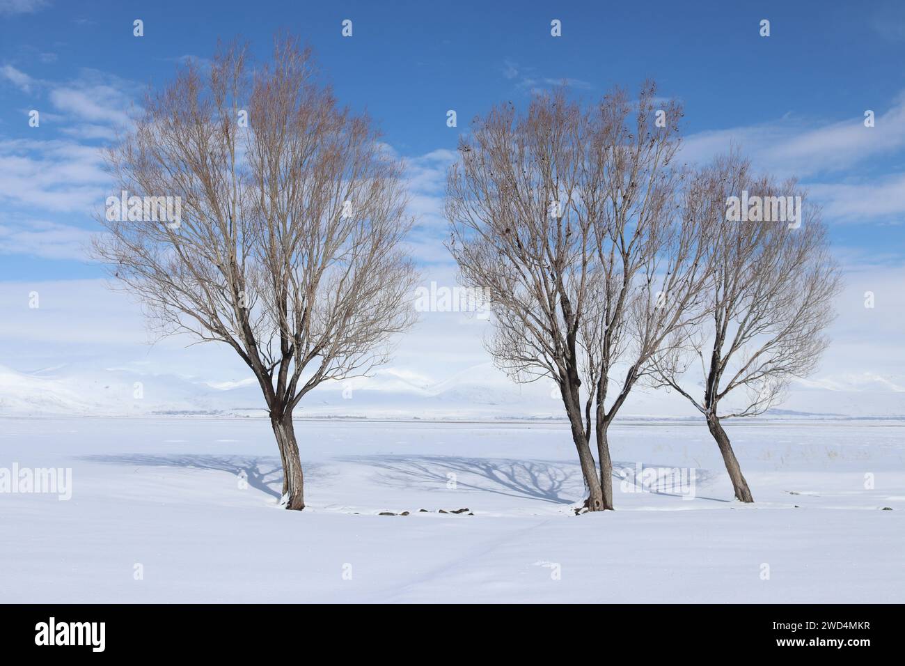 Eine beschauliche Winterszene mit drei blattlosen Bäumen, die widerstandsfähig gegen eine riesige Schneedecke stehen, unter einem weichen blauen Himmel mit weißen Wolken. Stockfoto