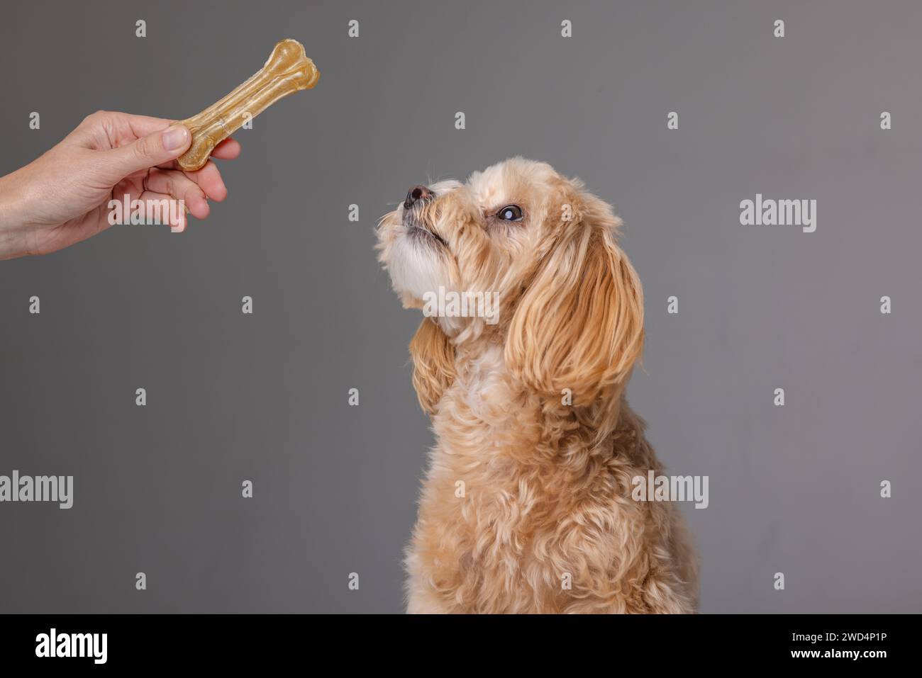 Maltipoo Hundeporträt auf weißem Hintergrund, Happy Dogs Konzept Stockfoto