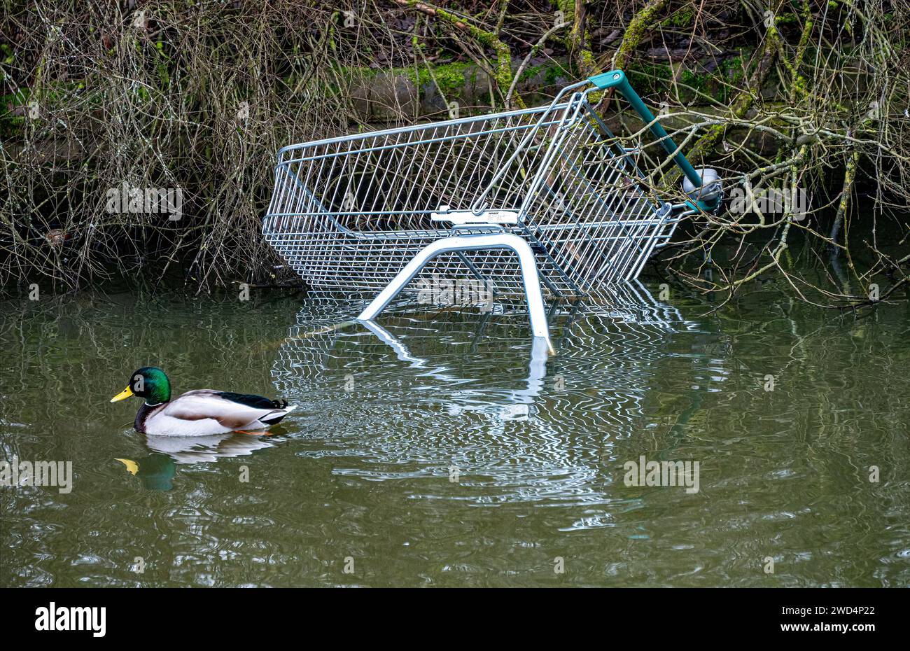 Ausgeworfener Einkaufswagen/Einkaufswagen im örtlichen Teich in der Nähe des Einkaufszentrums. Ente schwimmt vorbei. Stockfoto