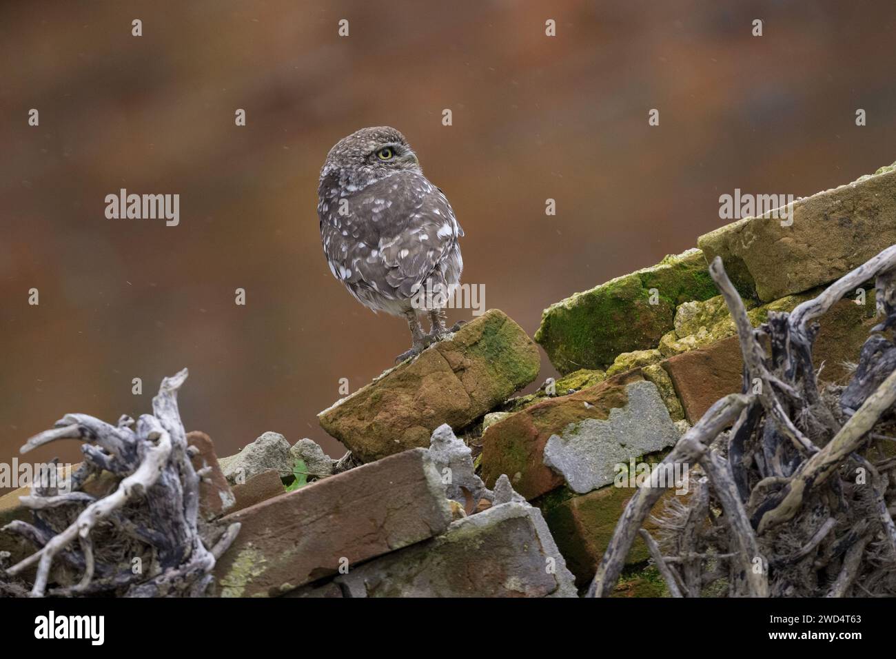 Die kleine Eule Athene noctua beobachtet von einer alten Ziegelmauer in North Norfolk, Großbritannien Stockfoto