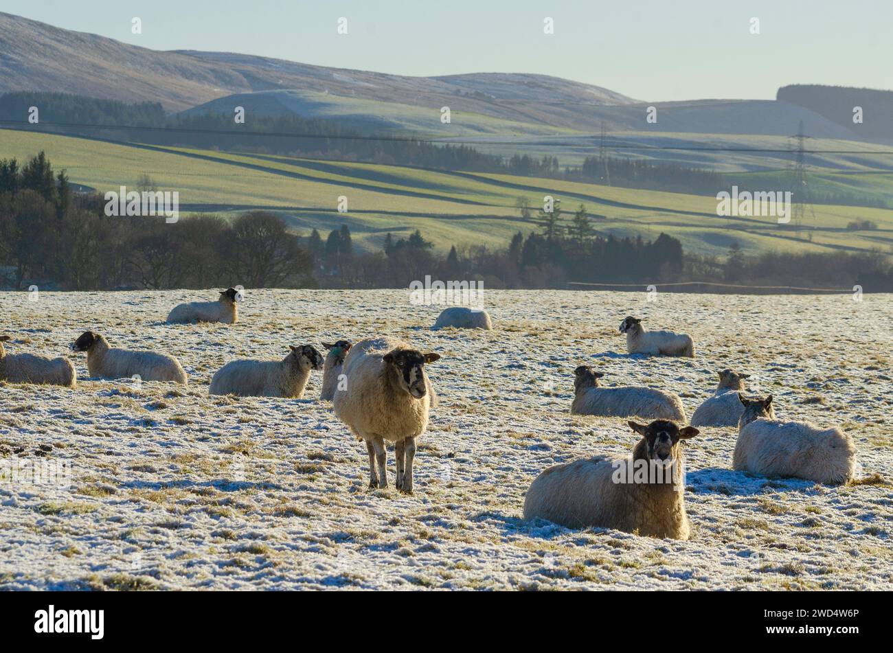 IN DER NÄHE von BEATTOCK, SCHOTTLAND, Großbritannien - 17. Januar 2024 - Schwarze / Mischschafe genießen auf einer Farm in der A Wintersonne bei rauen Wintertemperaturen Stockfoto