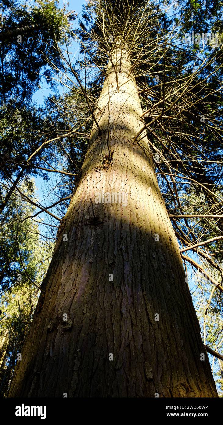 Britisches Waldland im Winter - Dowdeswell Woods, Cheltenham, Gloucestershire Stockfoto