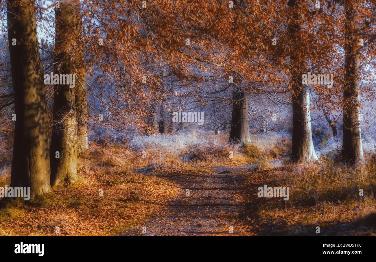 Eine malerische Herbstlandschaft mit einem unbefestigten Pfad, umgeben von einer lebhaften Darstellung von bunten Bäumen Stockfoto