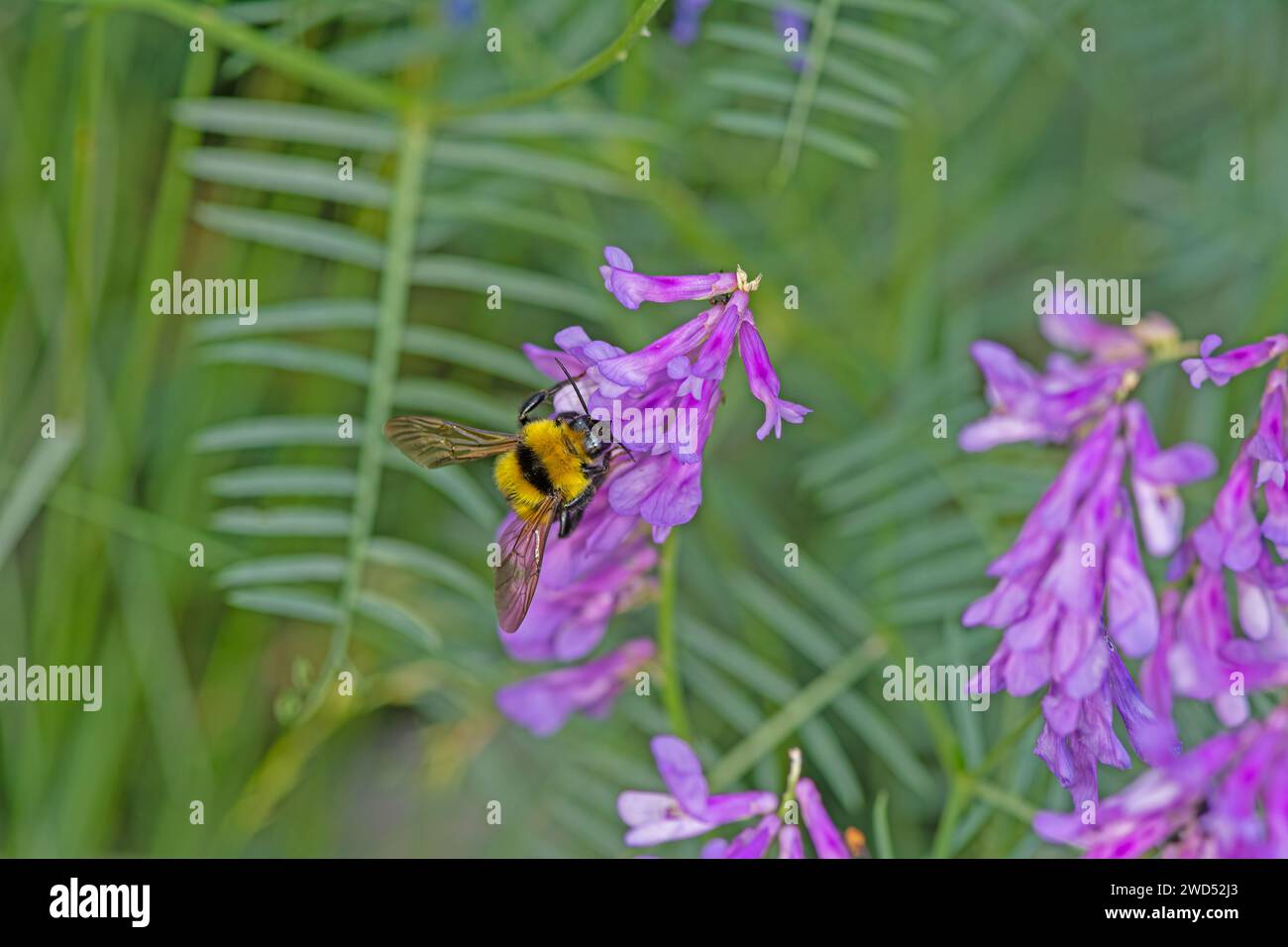 Hummel nimmt Nektar von einer violetten Blume. Stockfoto