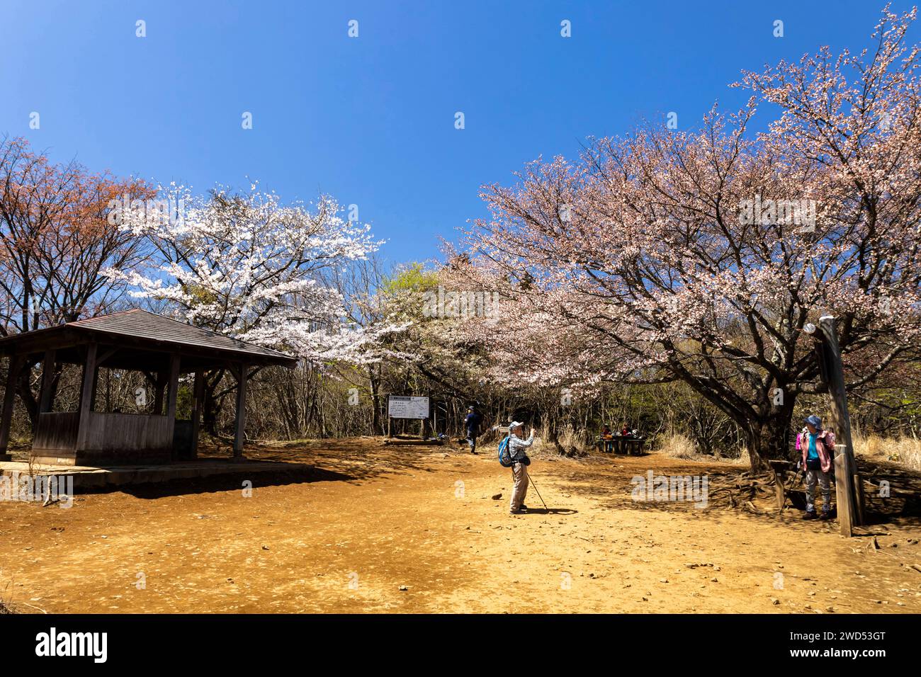 Kirschblüte, Sakura, Berggipfel des Mt. Bounoore, Okutama Mountains, Hannou, Saitama, Okutama, Tokio, Japan, Ostasien, Asien Stockfoto