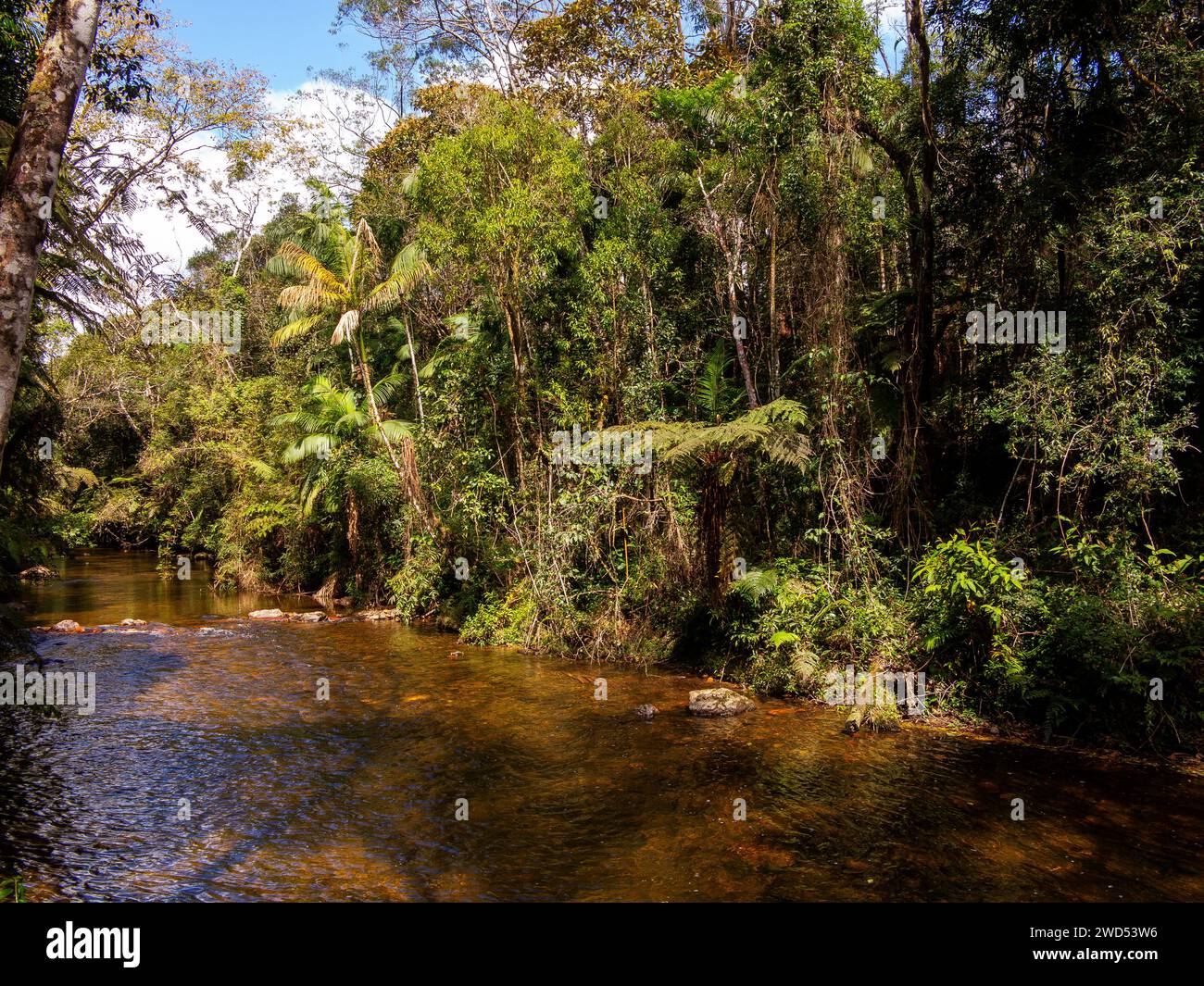 Taquaral River im Carlos Botelho Estate Park, São Paulo Estate, Brasilien Stockfoto