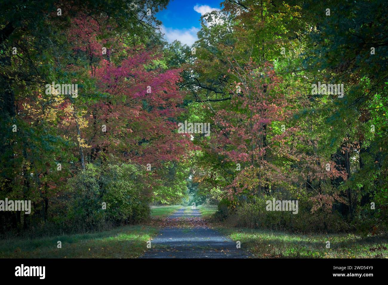 Von Bäumen gesäumte Landstraße. Wanderweg im Herbst. Stockfoto