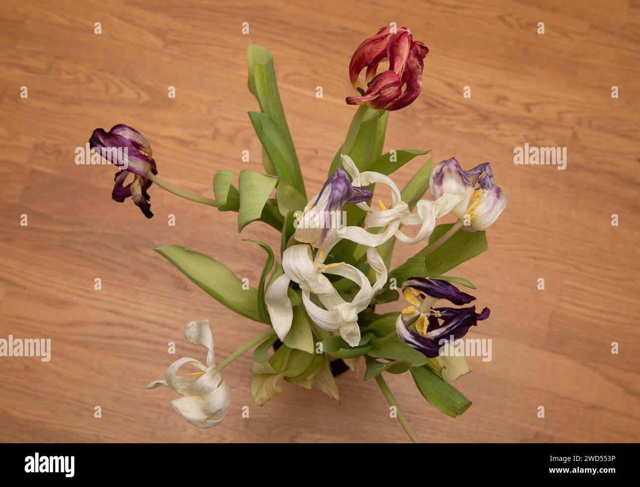 Verwelkte Tulpen in einer Vase auf einem Tisch. Stockfoto