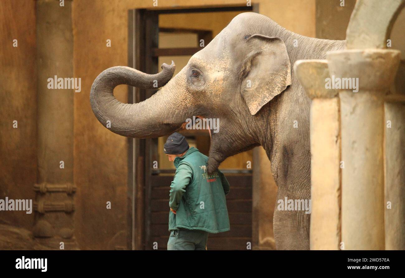 Ein Tierpfleger bei einem Asiatischen Elefanten im Elefantenhaus im Tierpark Hagenbeck. Stellingen Hamburg *** Ein Tierpfleger mit einem asiatischen Elefanten im Elefantenhaus im Hagenbeck Zoo Stellingen Hamburg Stockfoto