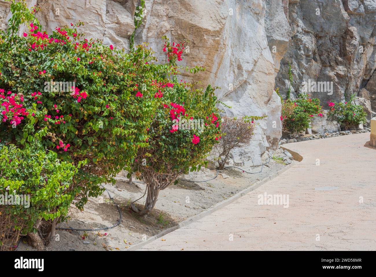 Ein wunderschöner Blick auf blühende Büsche entlang einer bergigen Straße in Gran Canaria an einem klaren, sonnigen Tag. Stockfoto