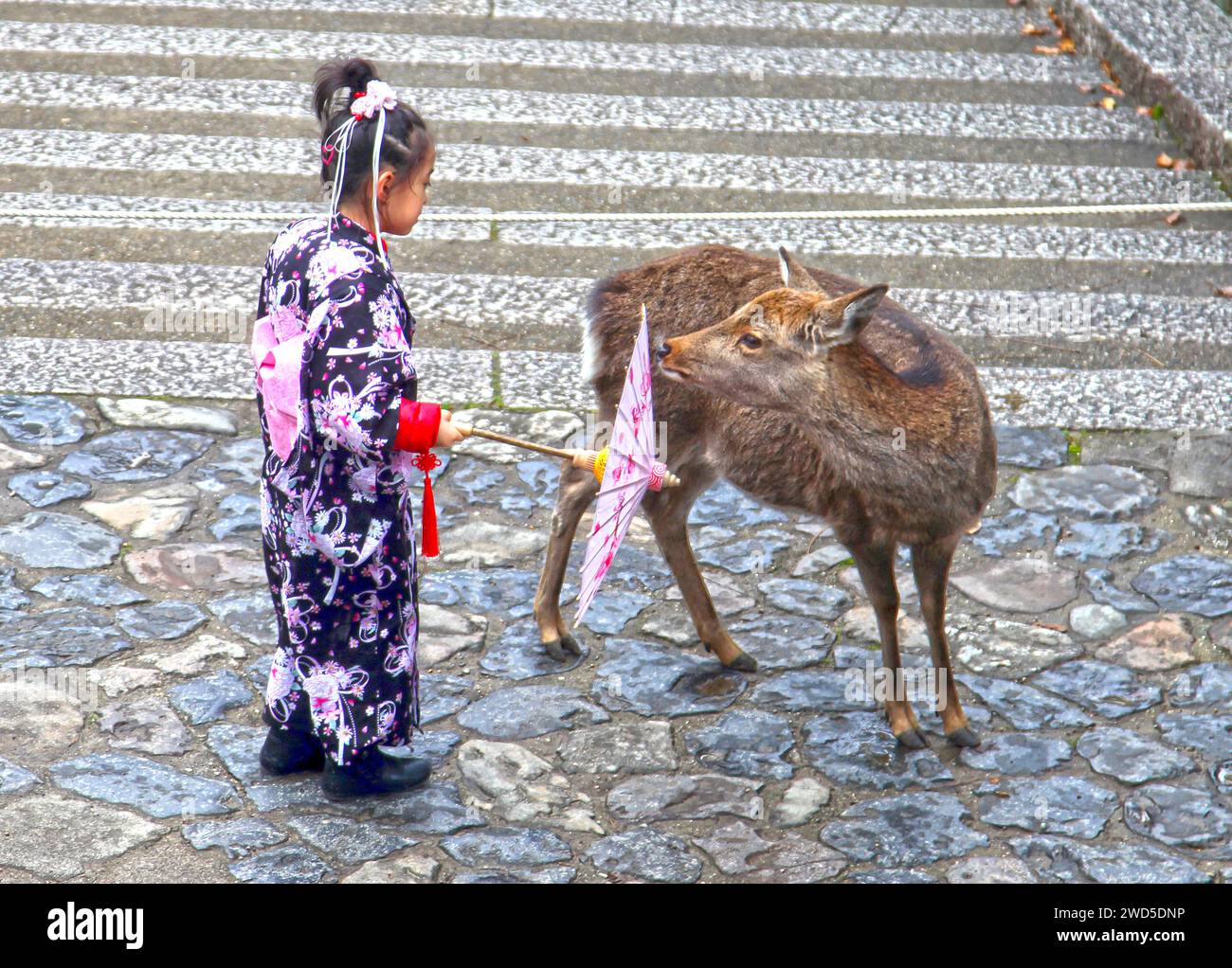 Junge Mädchen in Kimon und traditioneller japanischer Kleidung mit einem Hirsch im Kasuga Taisha oder Kasuga Grand Shrine in Nara, Japan. Stockfoto