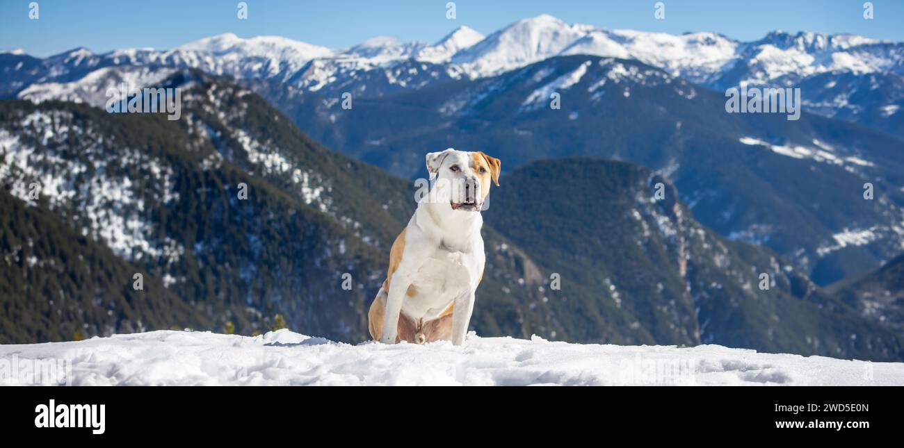 Ein treuer Hund wacht über die verschneite Weite, seine robuste Haltung und sein aufmerksamer Blick verkörpern den Geist der alpinen Wildnis. Dahinter steht die va Stockfoto