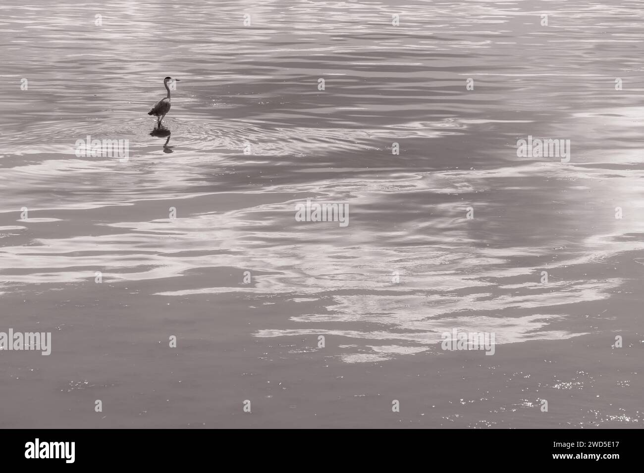 Ein Reiher steht anmutig inmitten reflektierender Gewässer, in einer monochromen Palette, die die sanften Wellen und den Eleganen des Vogels betont Stockfoto