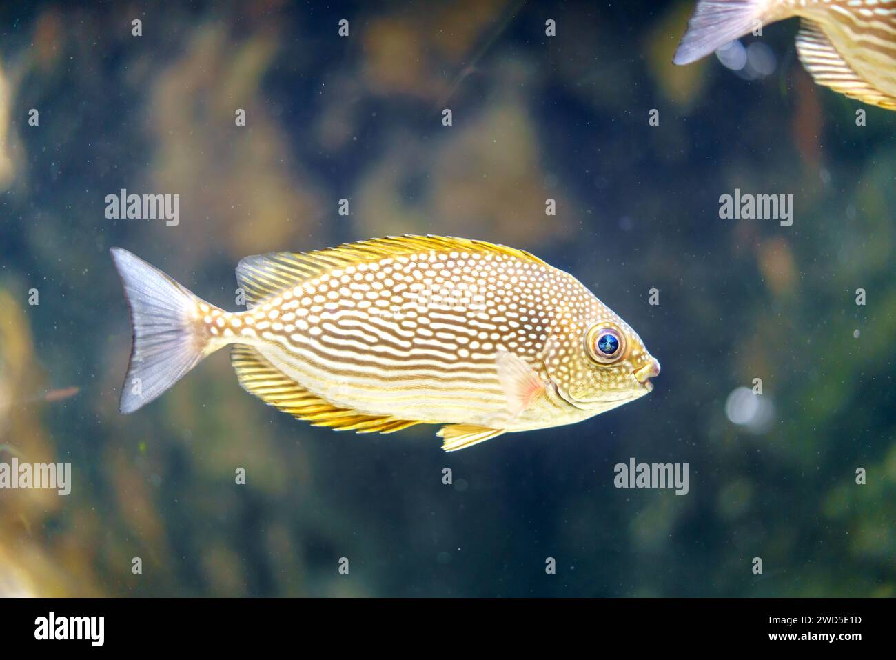 Malerische Sweetlips gleiten anmutig durch das Meer unter Wasser Meisterwerk und zeigen die komplizierten Muster und fesselnden Farben dieser Mesmerizi Stockfoto