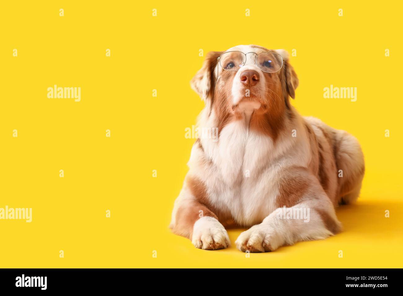 Süßer australischer Schäferhund in Brille auf gelbem Hintergrund Stockfoto