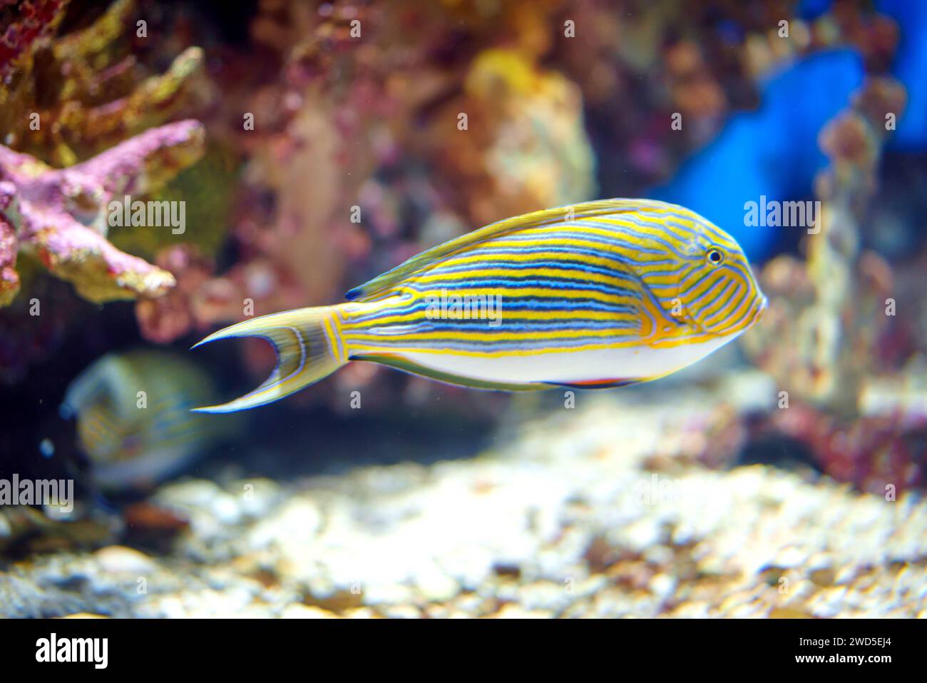 Gesäumte Chirurgenfische Acanthurus lineatus, die anmutig in ihrem Unterwasserreich navigieren, verkörpert die lebendige Schönheit des Meereslifs Stockfoto