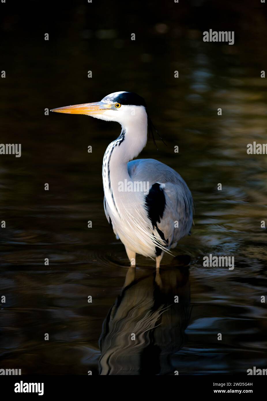 Graureiher (Ardea cinerea cinerea) steht elegant im dunklen Wasser eines Sees, kontrastierendes Gefieder scheint in der Sonne, Spotlight, Hessen, Deutschland Stockfoto
