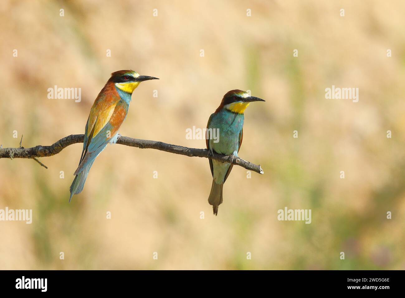 Zwei Bienenfresser (Merops apiaster), auf einem Ast sitzend und in die gleiche Richtung blickend, Vorderansicht und Rückansicht Rheinland-Pfalz, Deutschland Stockfoto