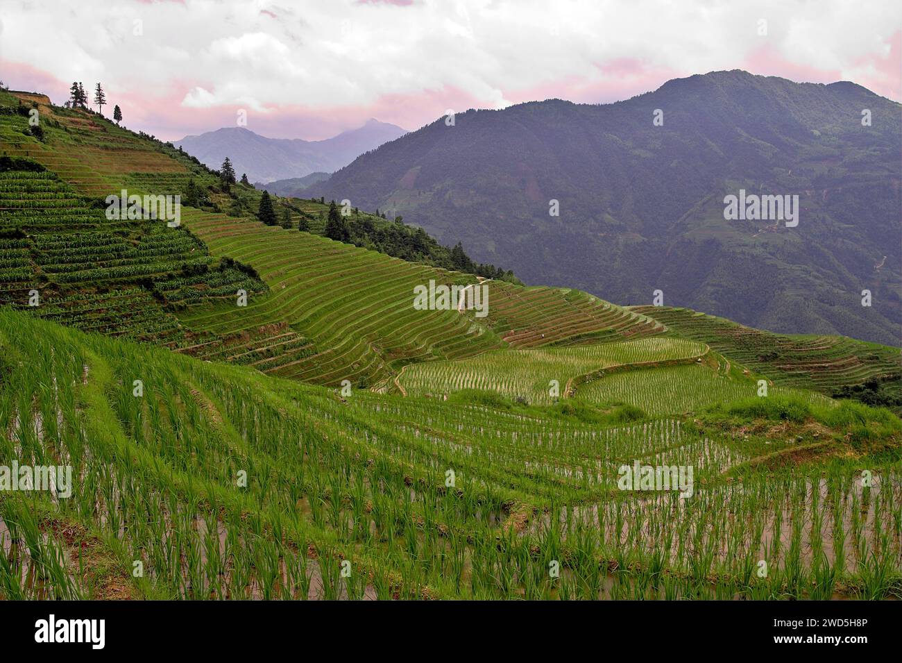 龙胜镇 (龙胜县) 中國 Longsheng Reisterrassen, Dazhai Longji Ping'an Zhuang, China; malerische Reisterrassen auf den Hügeln Stockfoto