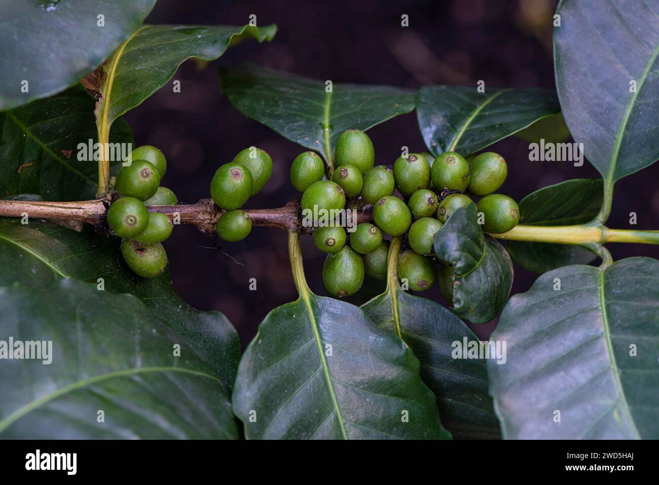 Kaffeepflanze (Coffea Arabica) Nutzpflanze, Afrika, Naher Osten Stockfoto