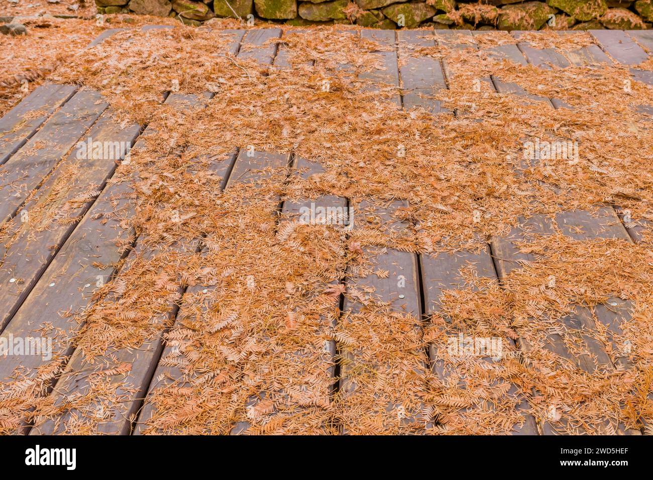 Picknicktisch im koreanischen Stil, bedeckt mit goldbraunem, gefallenem Blatt vor der Steinmauer, Südkorea, Südkorea Stockfoto