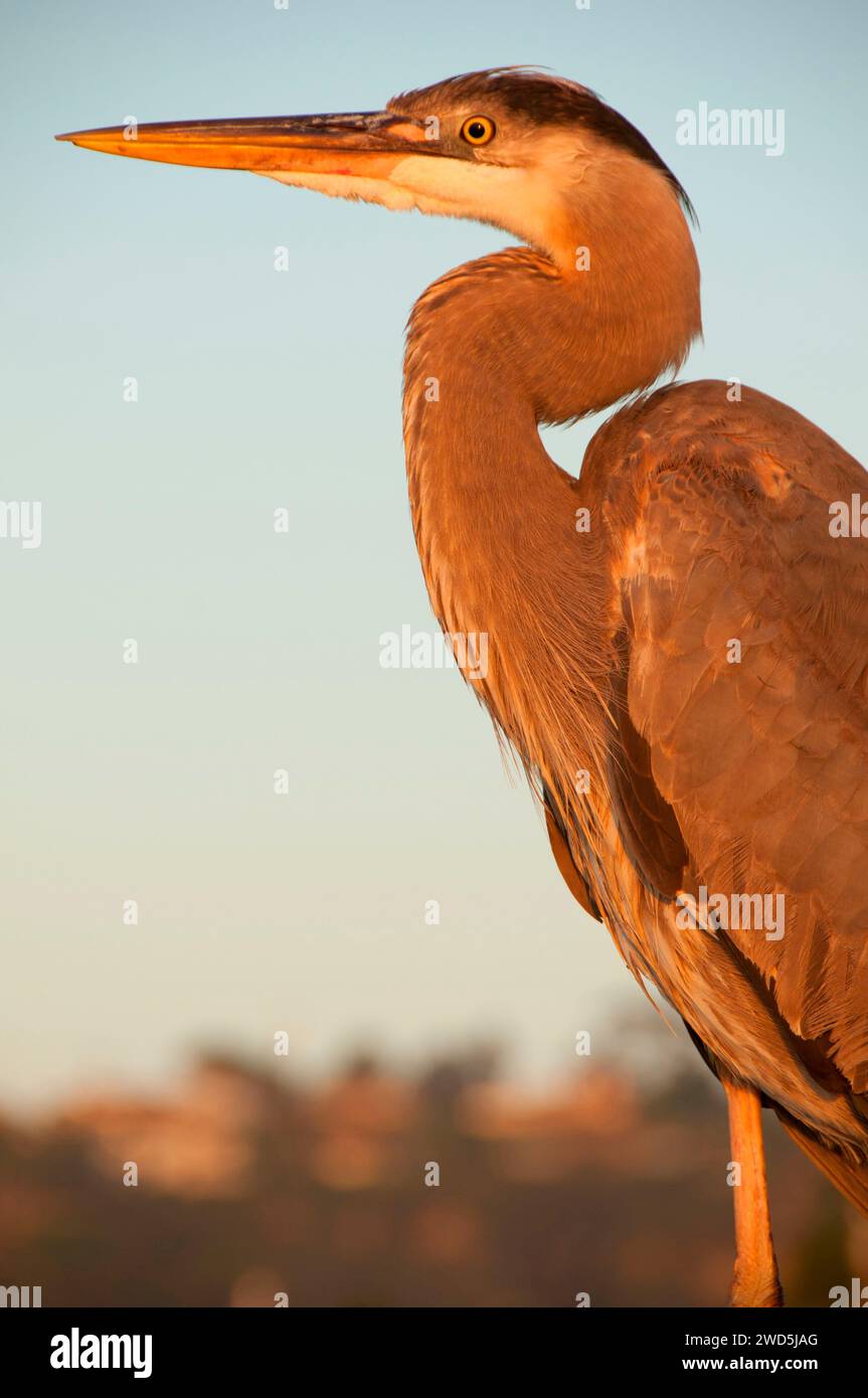 Great Blue Heron (Ardea Herodias), Shelter Island, San Diego, Kalifornien Stockfoto