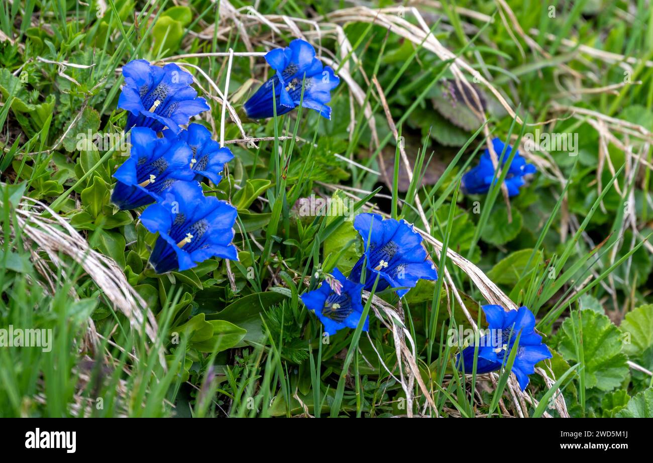 Enzian (Gentiana clusii) Lime Enzian, blühend auf einer Bergwiese, Zillertaler Alpen, Tirol, Österreich Stockfoto