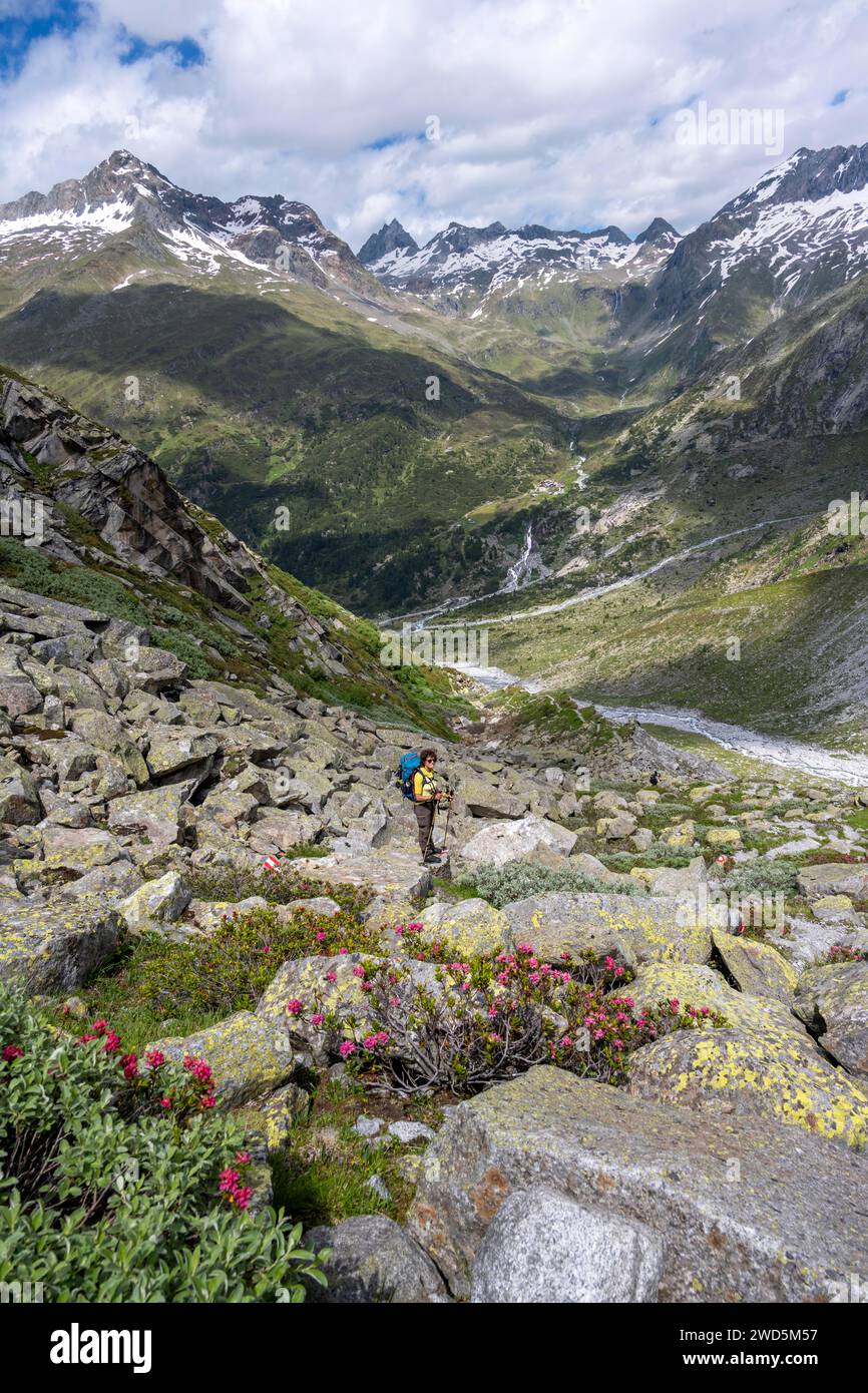 Bergsteiger auf einem Wanderweg vor einer malerischen Berglandschaft mit blühenden Alpenrosen, felsigen Berggipfeln mit Schnee, Tal Stockfoto