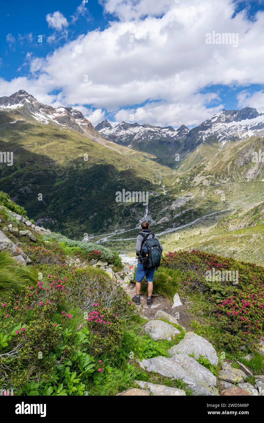 Bergsteiger auf Wanderweg vor malerischer Berglandschaft mit blühenden Alpenrosen, felsigen Berggipfeln mit Schnee, Tal Zemmgrund Stockfoto