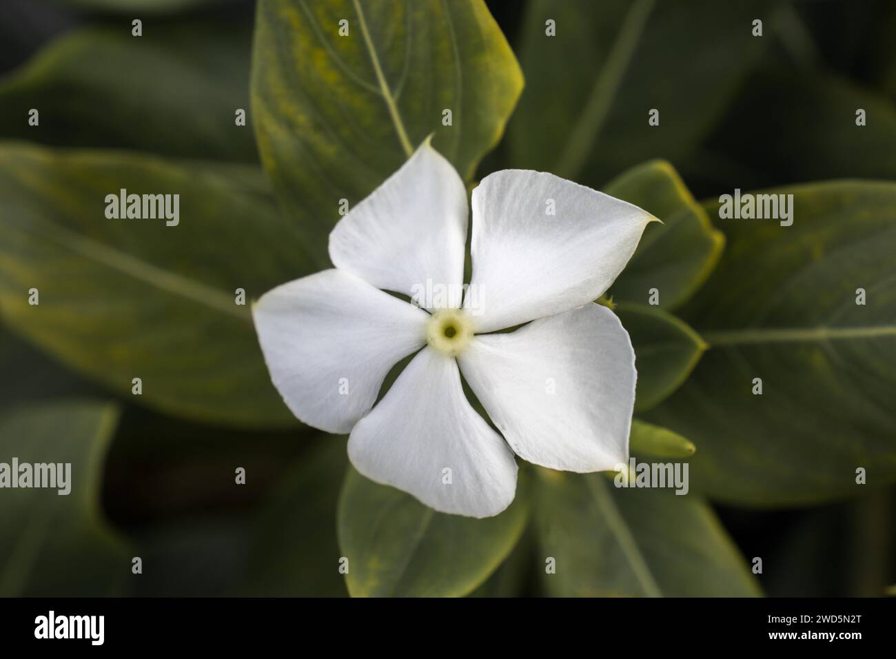 Blühende schöne bunte natürlichen Blumen in Aussicht Stockfoto