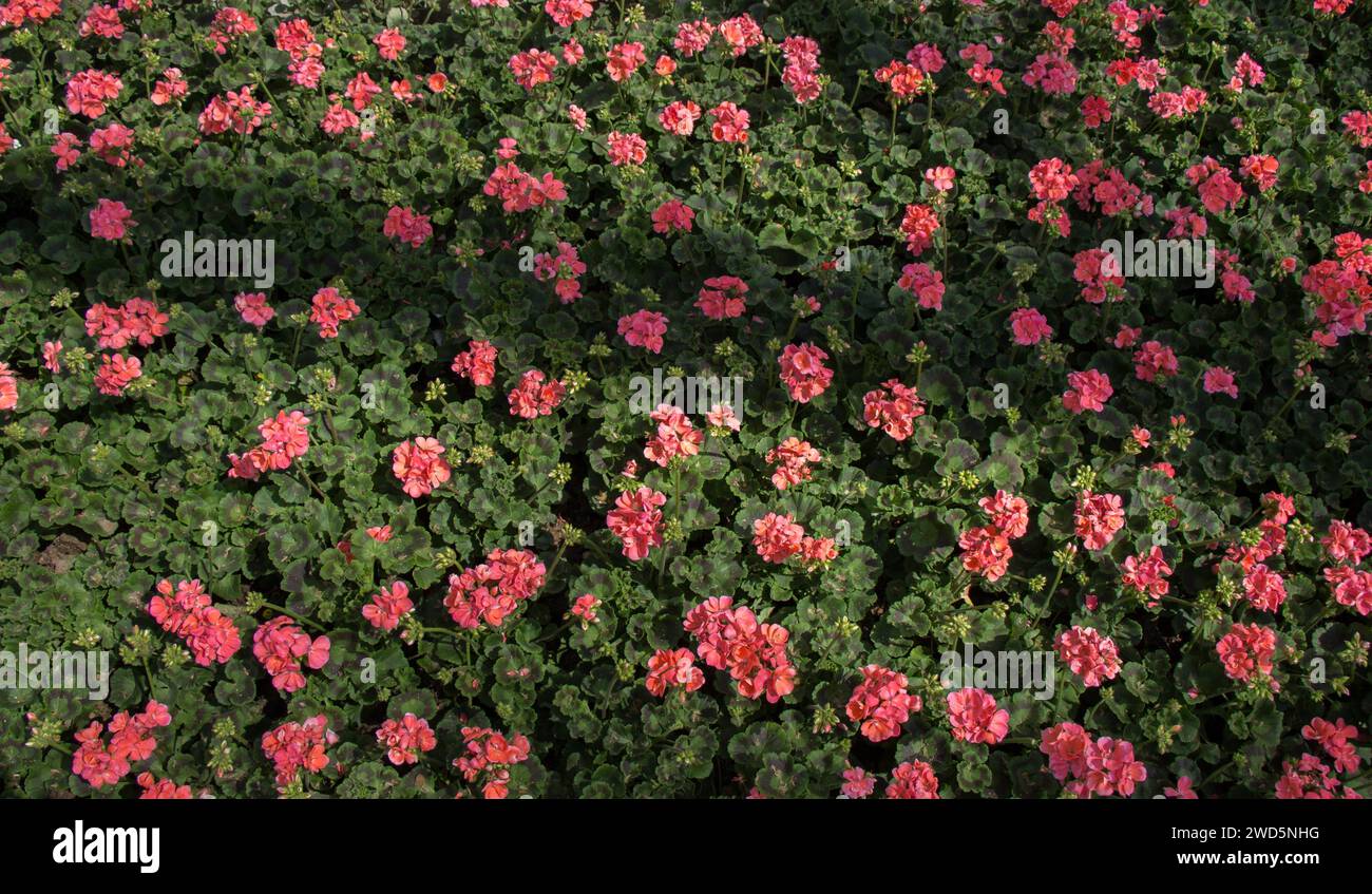 Blühende schöne bunte natürlichen Blumen in Aussicht Stockfoto