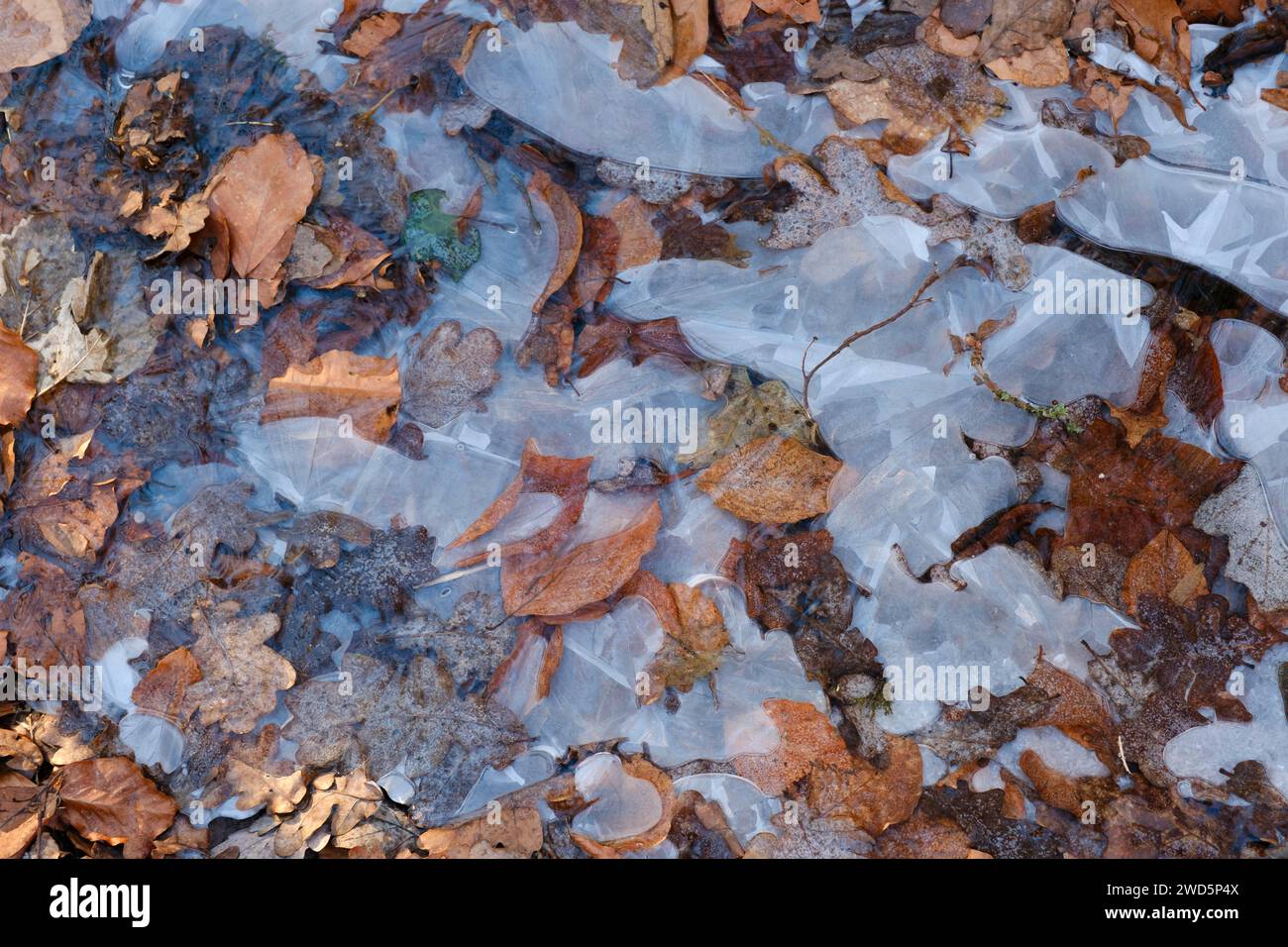 Eiskristalle und Herbstblätter auf dem Waldboden, Nordrhein-Westfalen, Deutschland Stockfoto